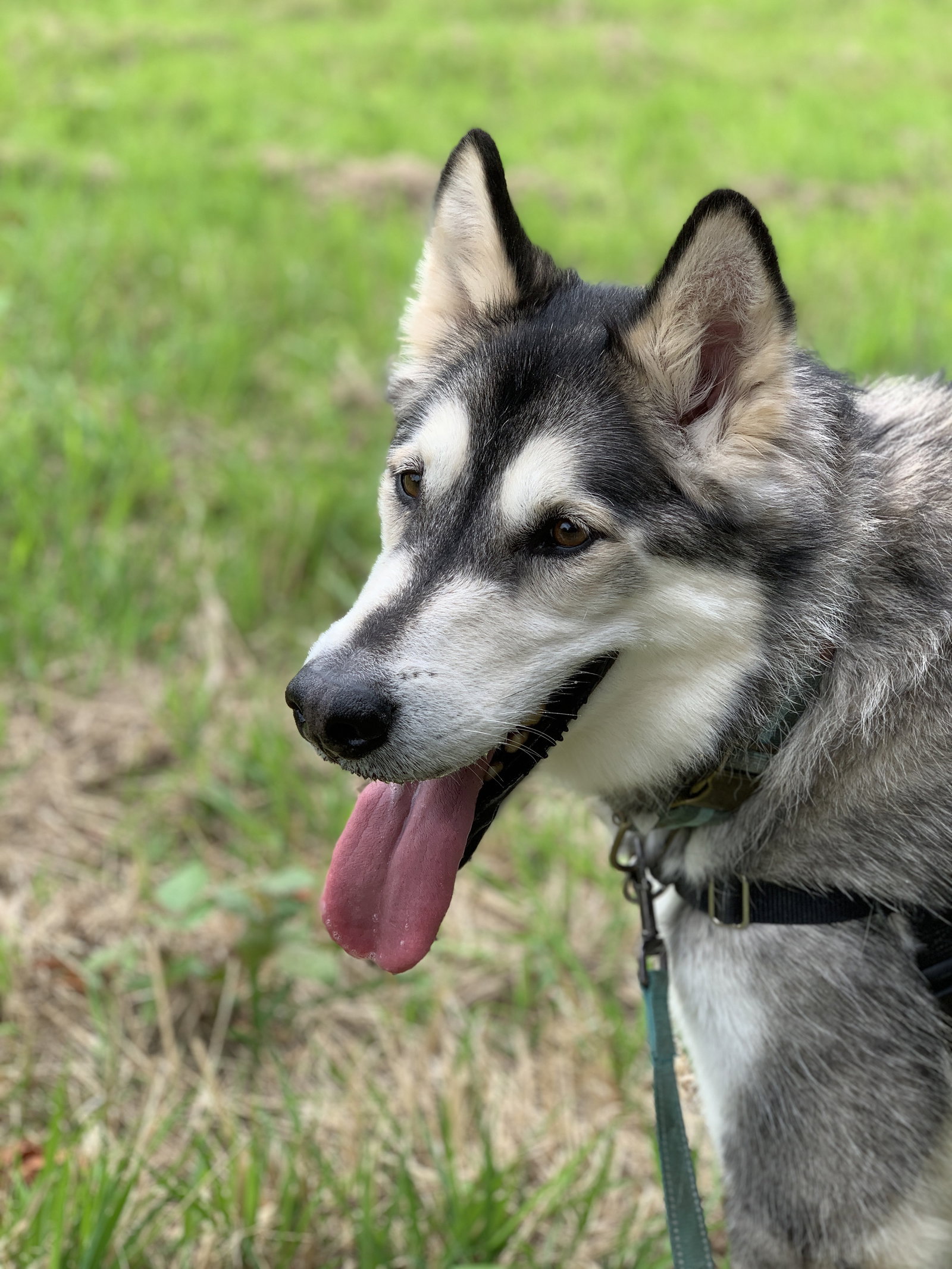 dog-image