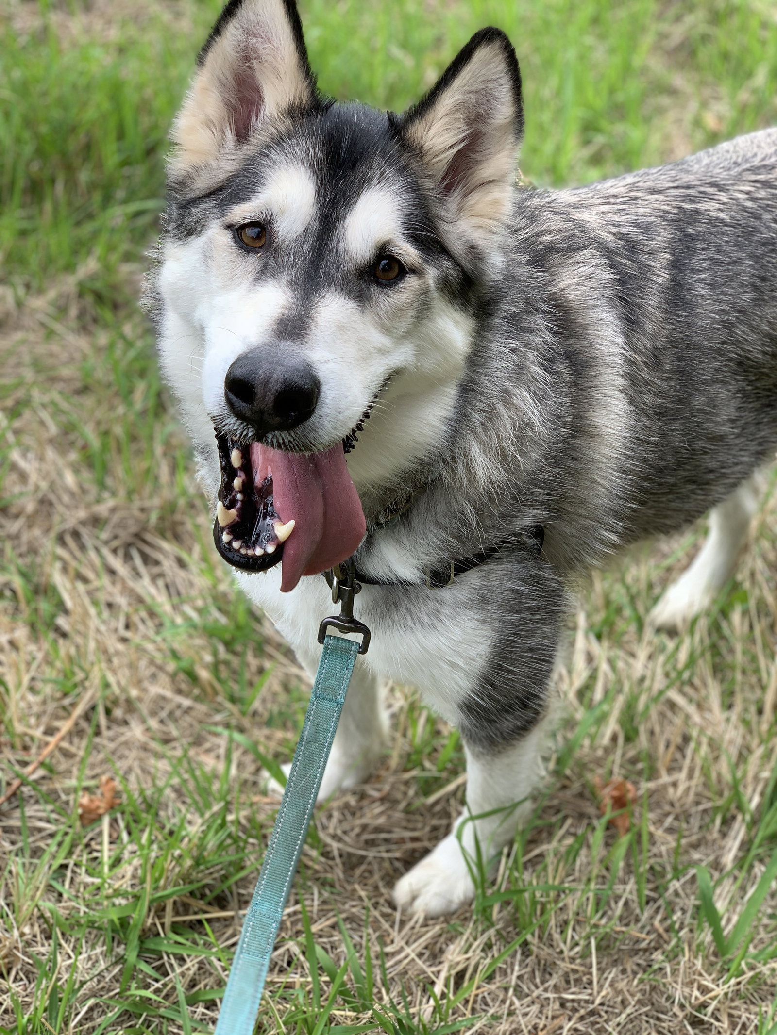 dog-image