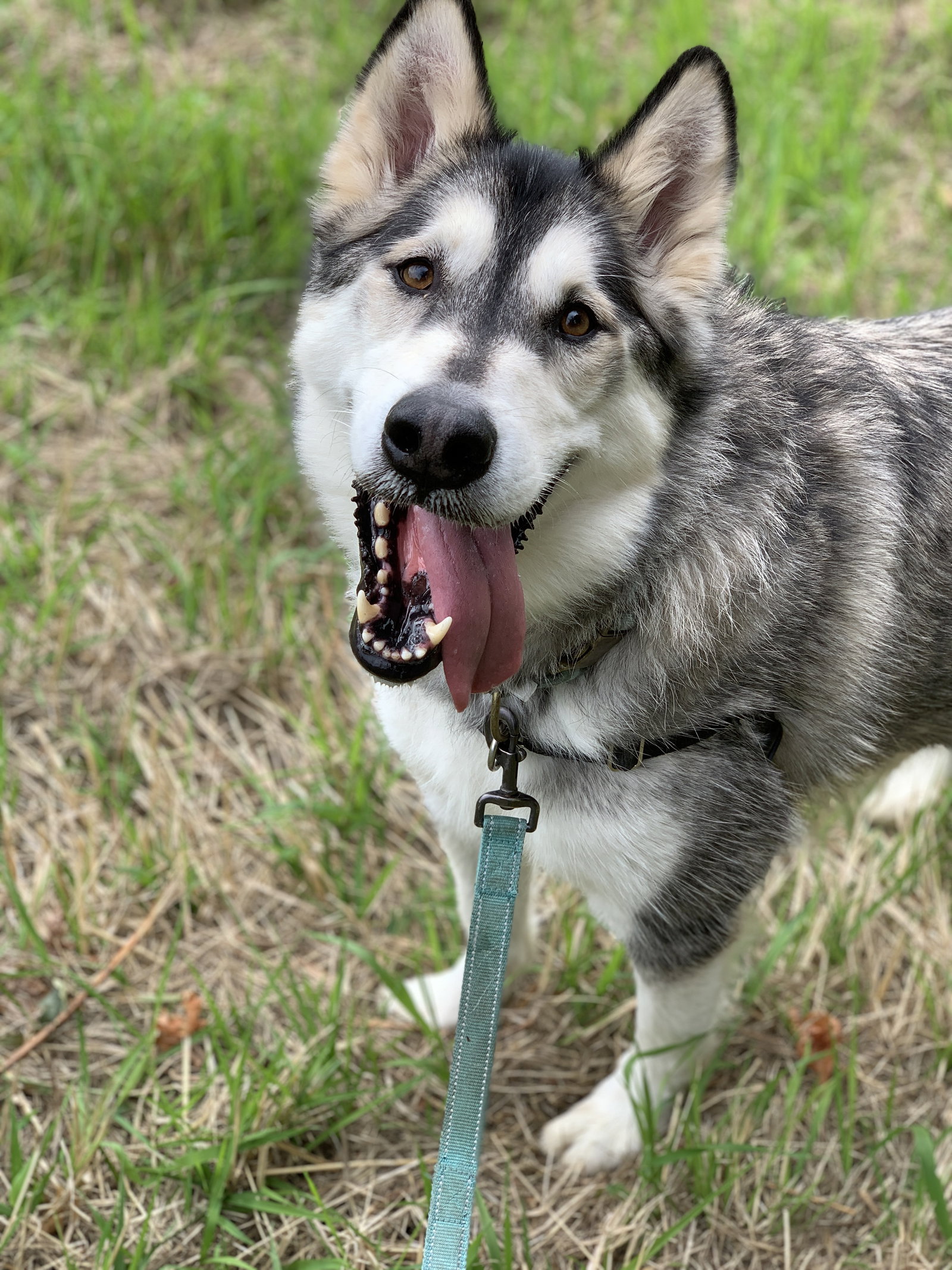 dog-image