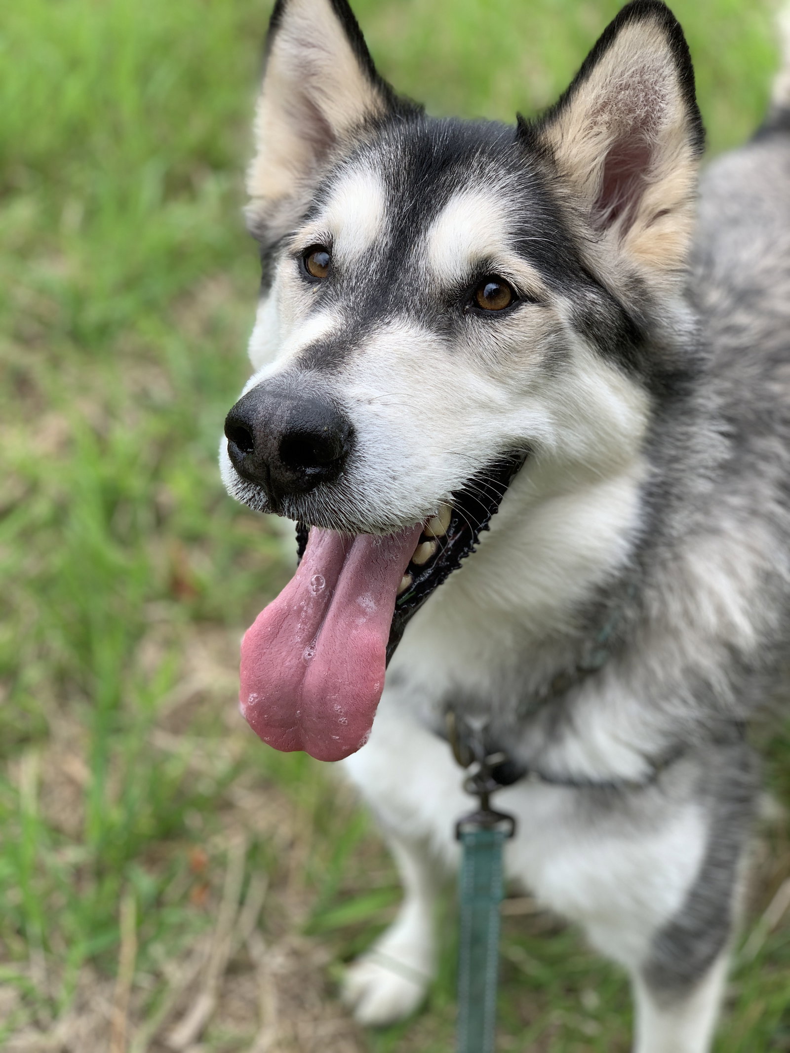 dog-image
