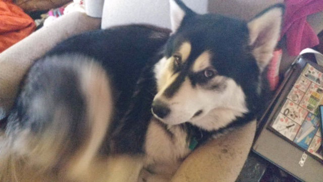 dog-image