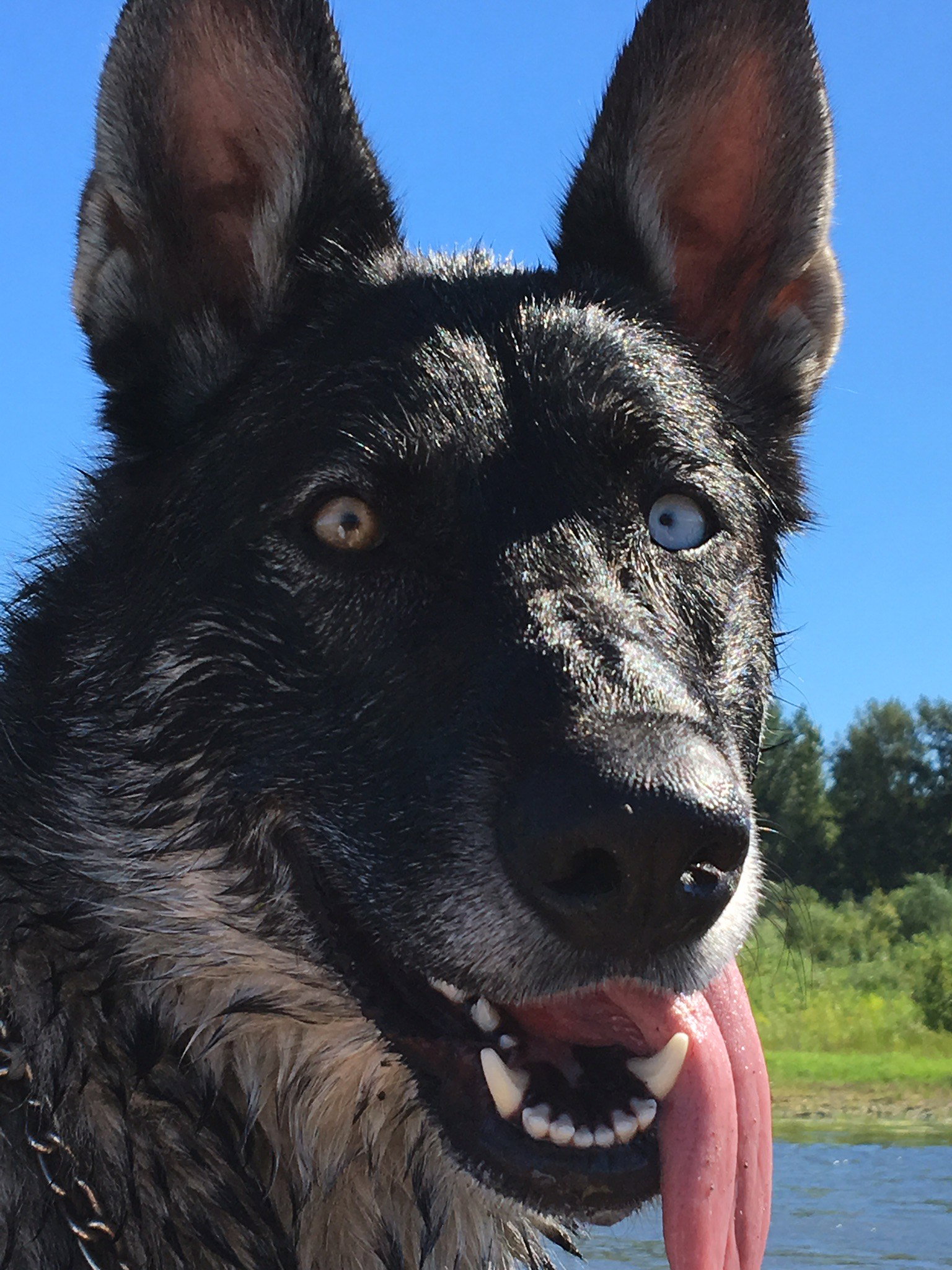 dog-image