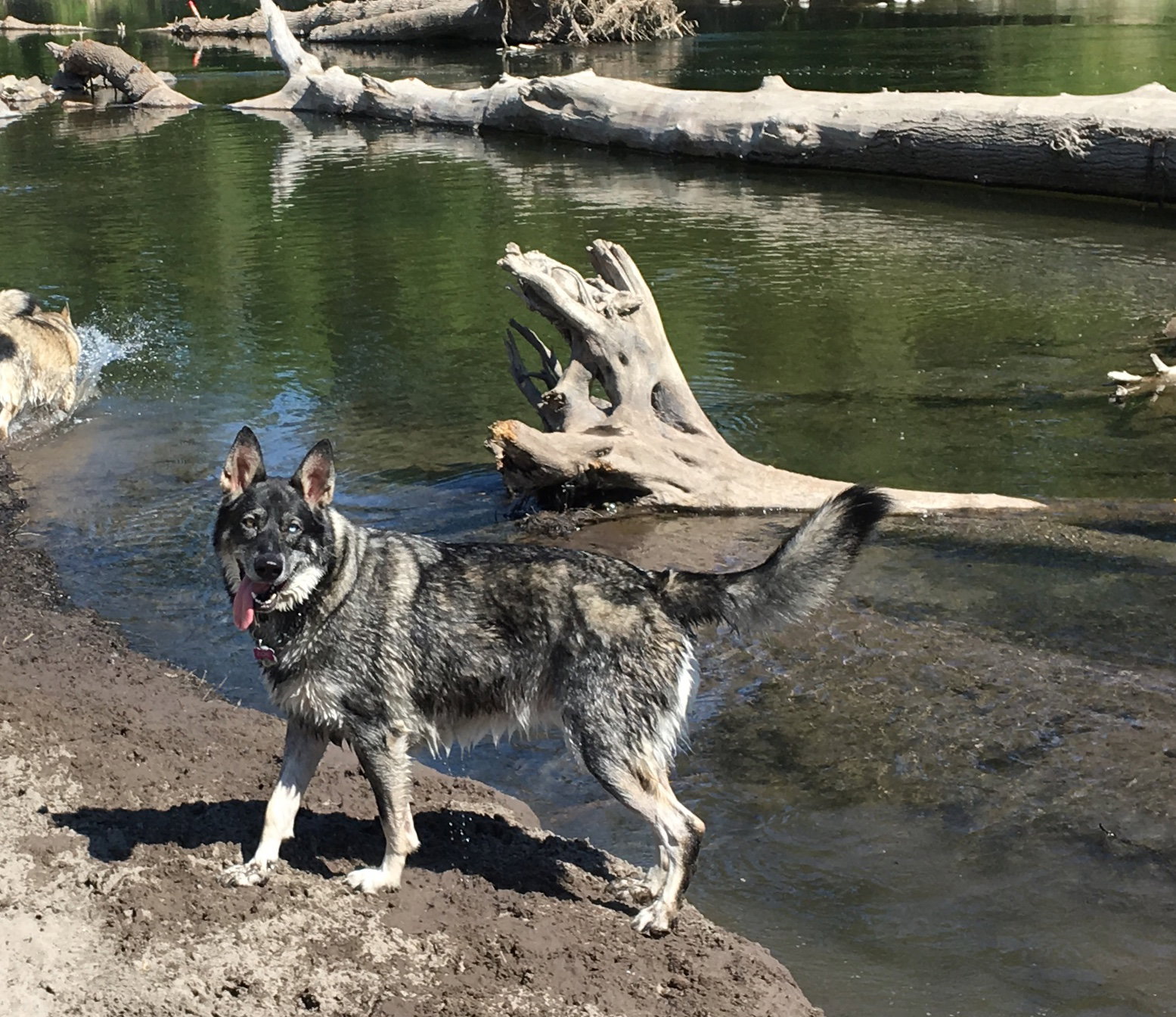dog-image