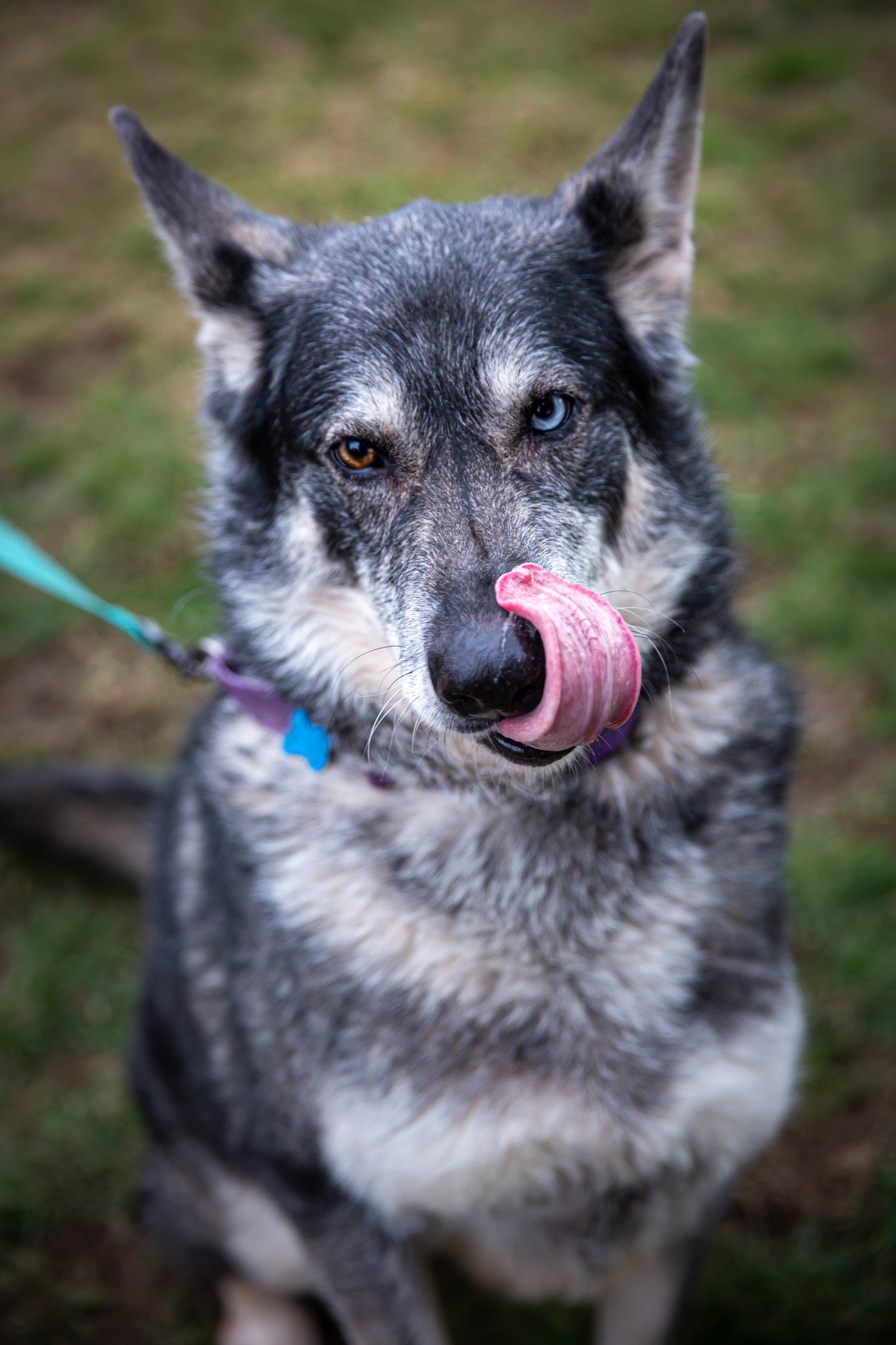 dog-image