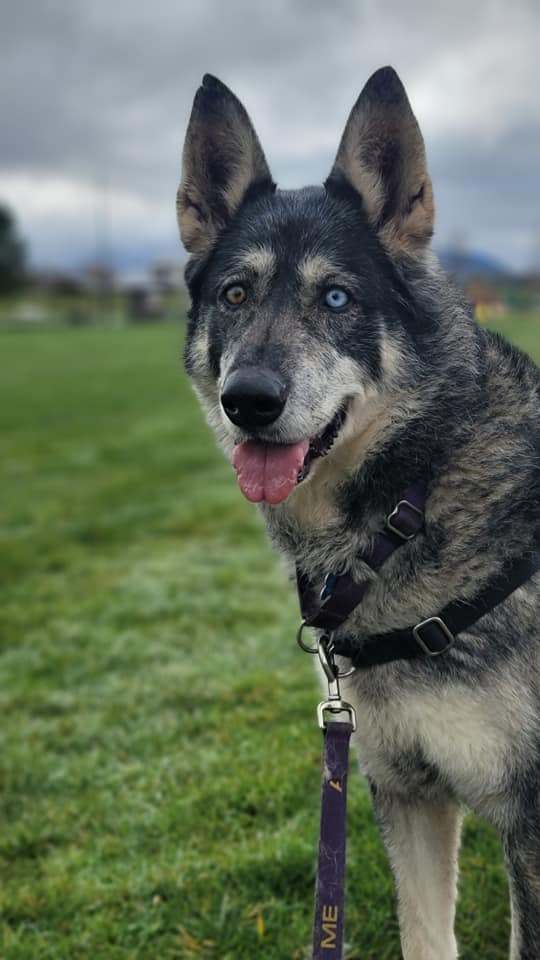 dog-image