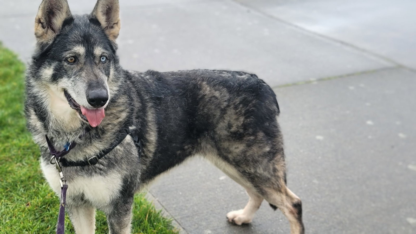 dog-image