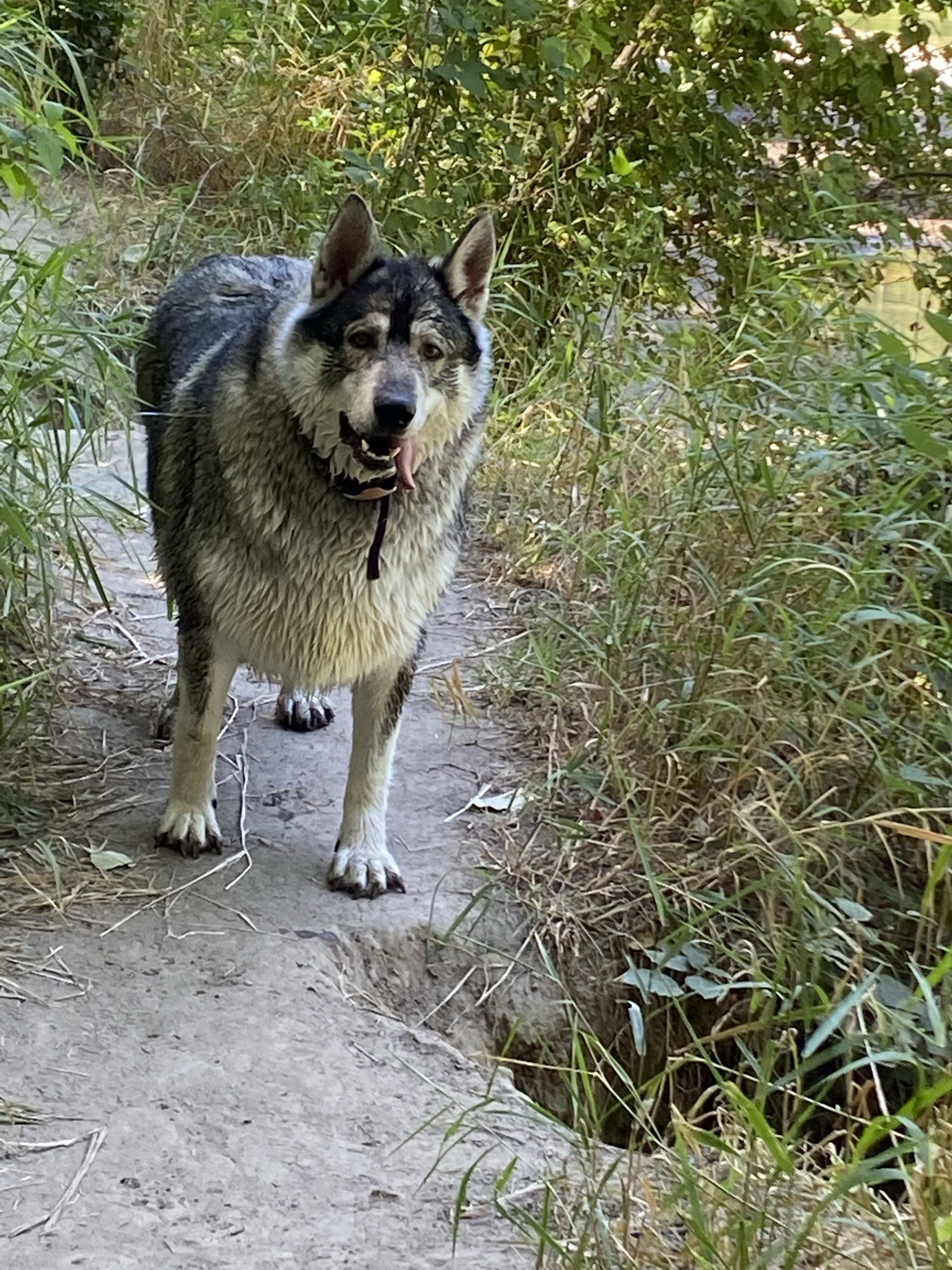 dog-image