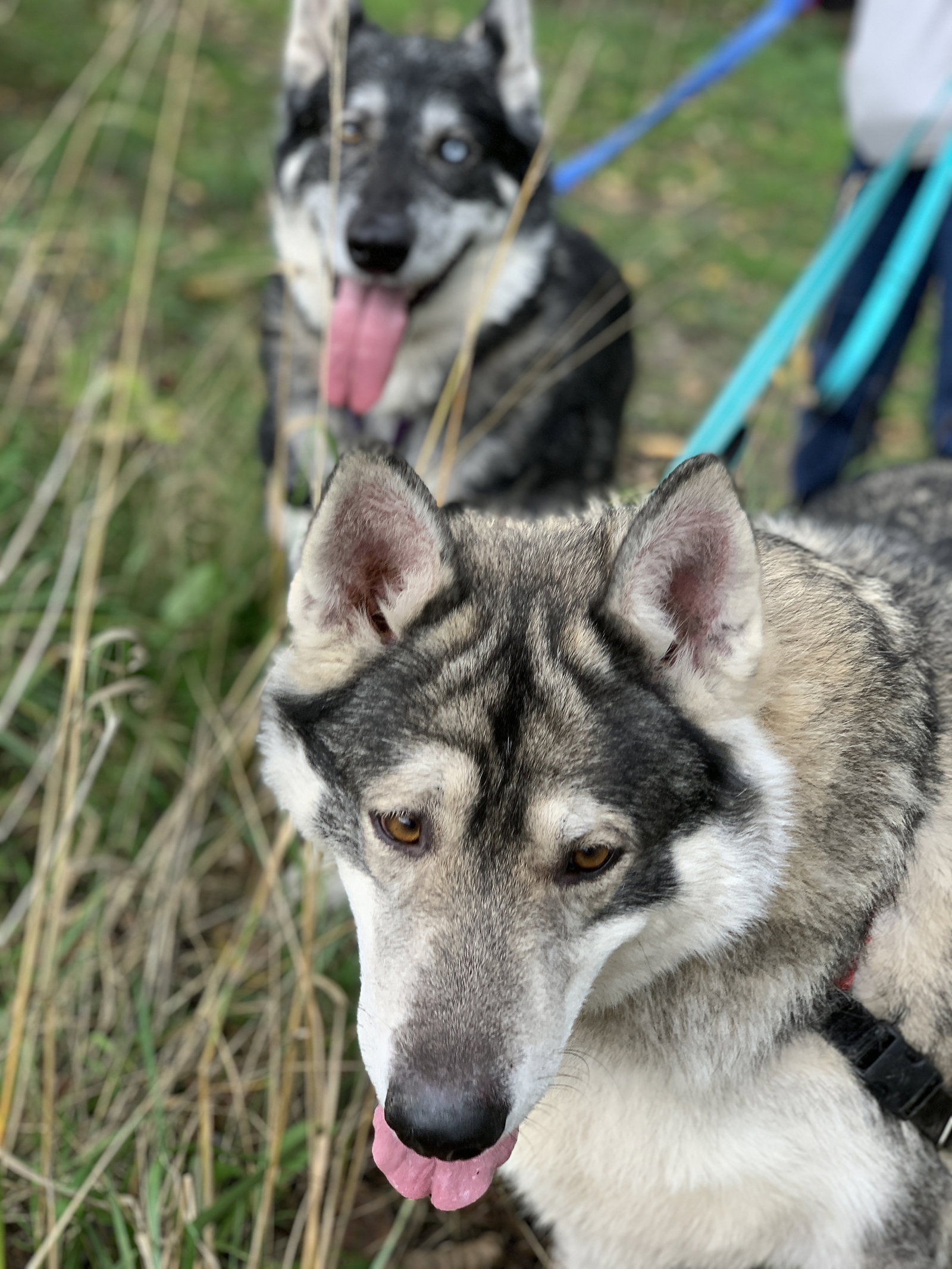 dog-image