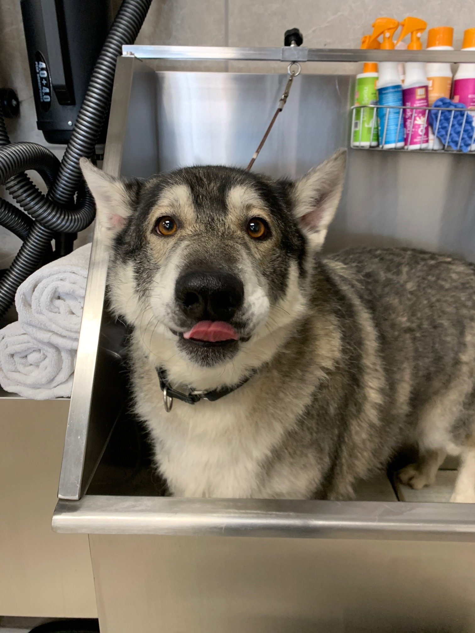 dog-image