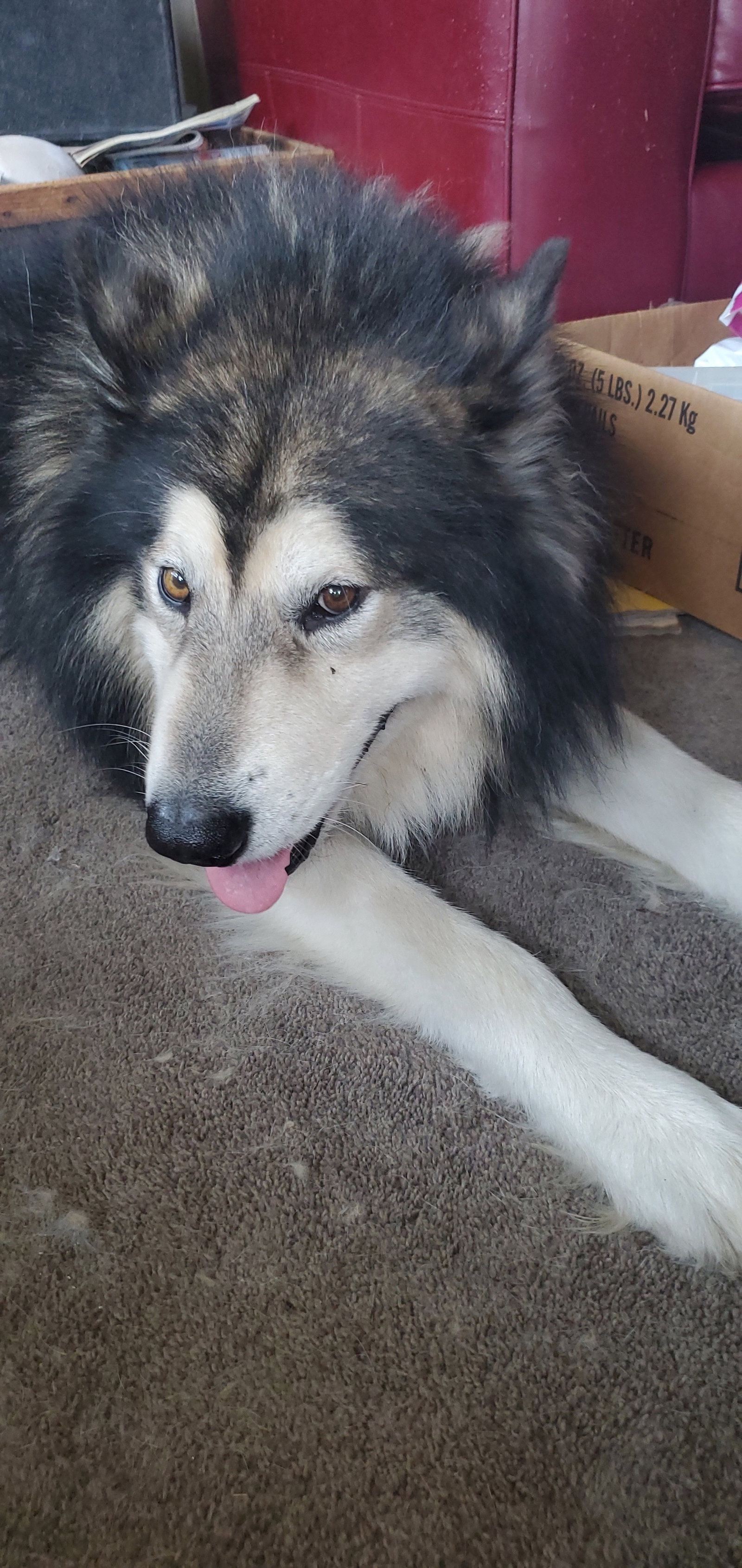 dog-image