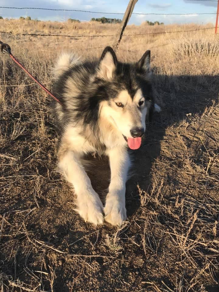 dog-image