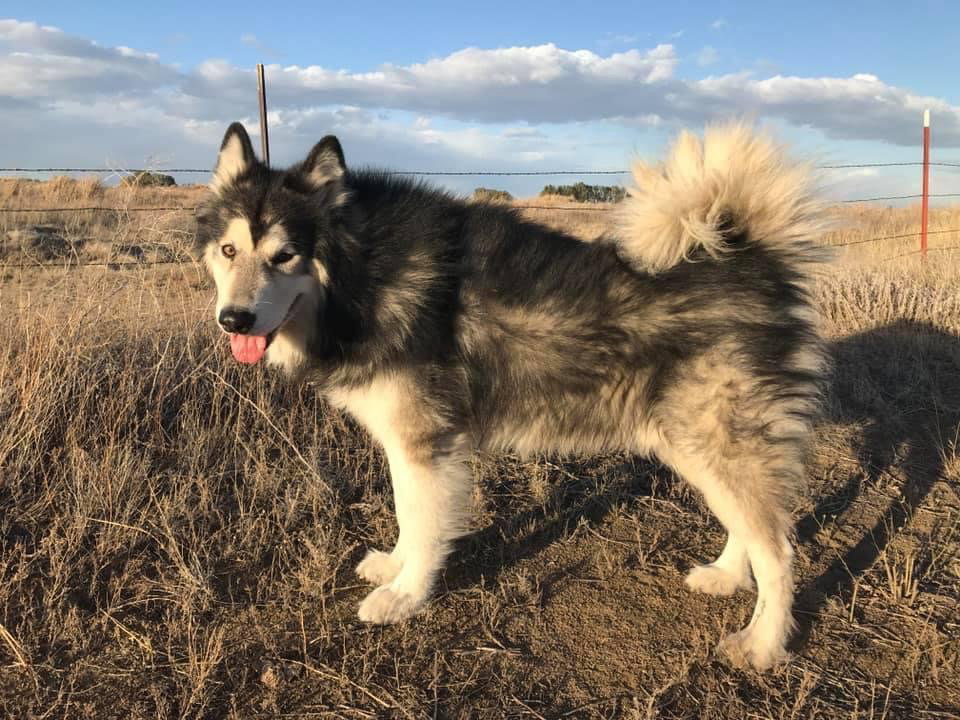dog-image