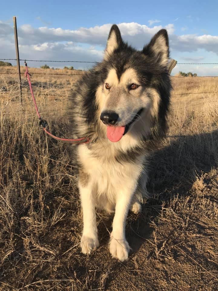 dog-image