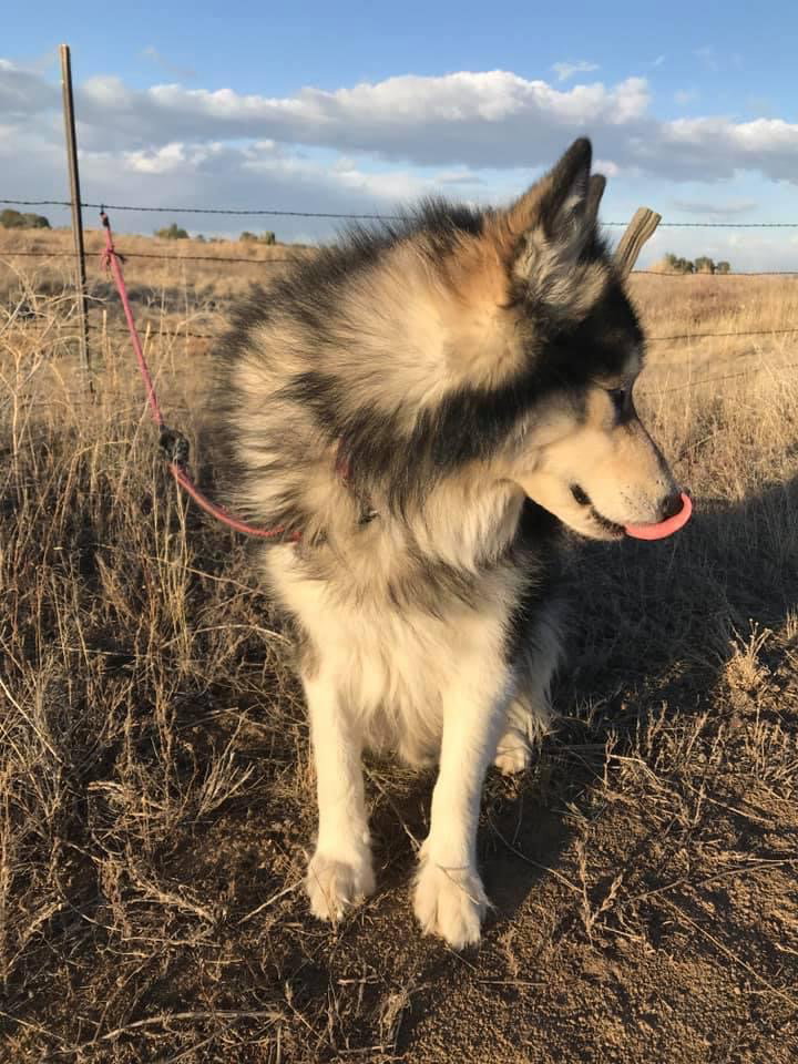 dog-image