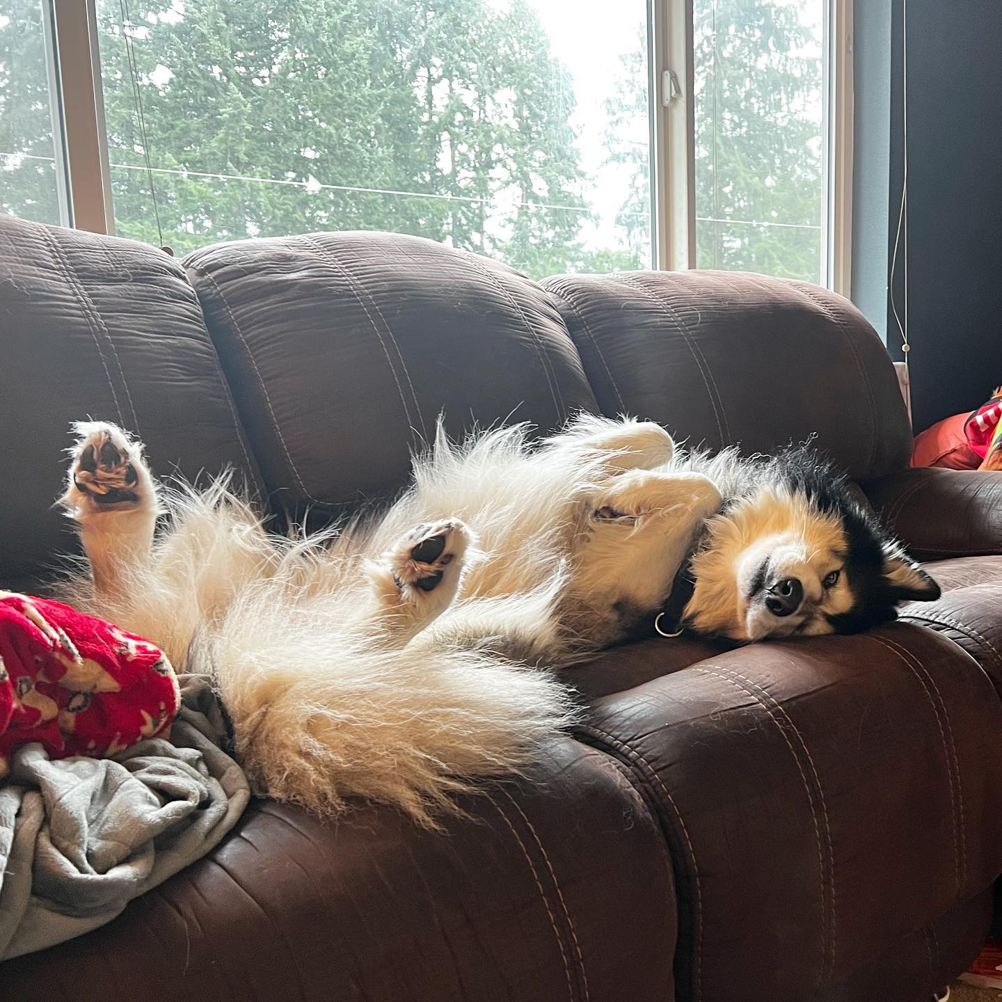 dog-image