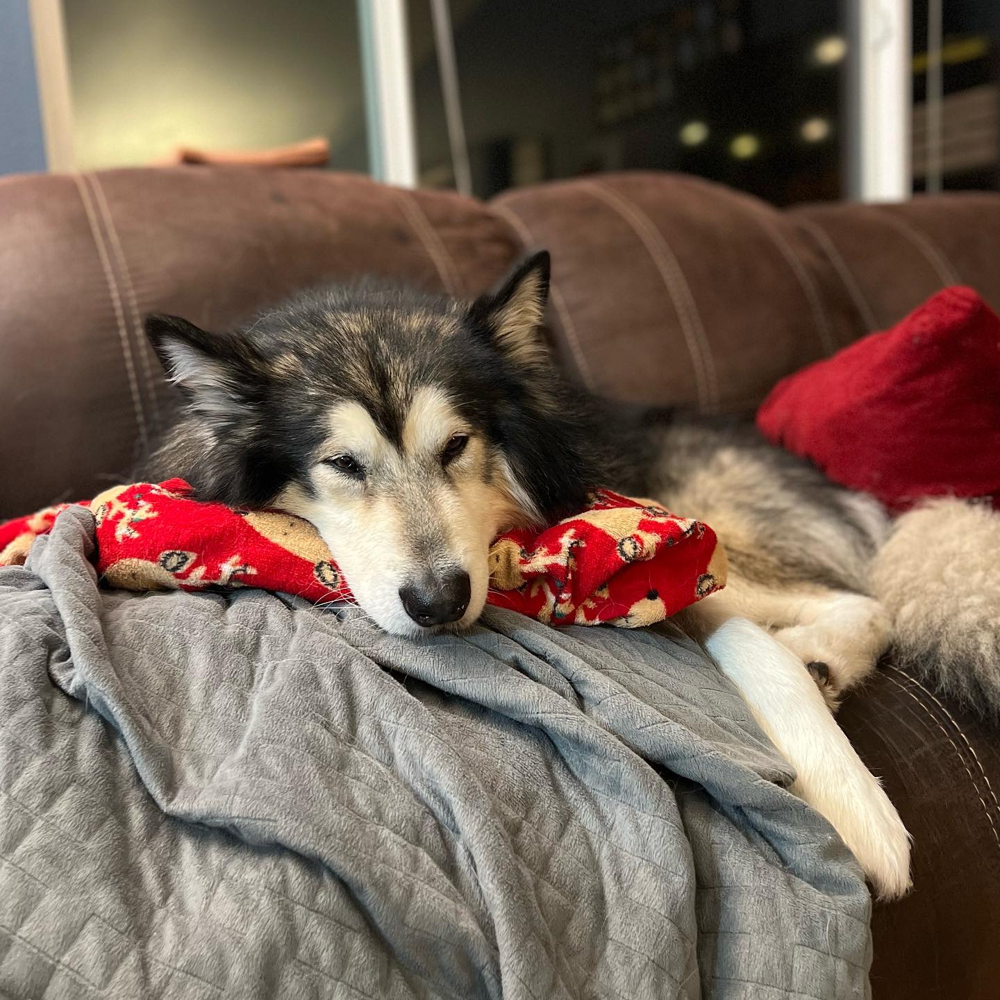 dog-image