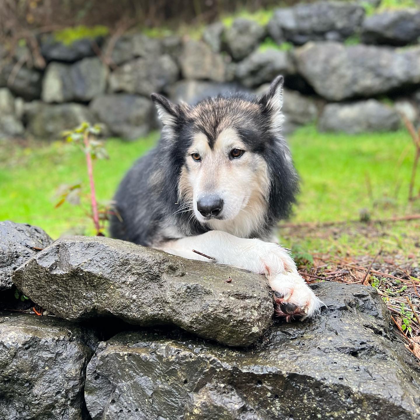 dog-image