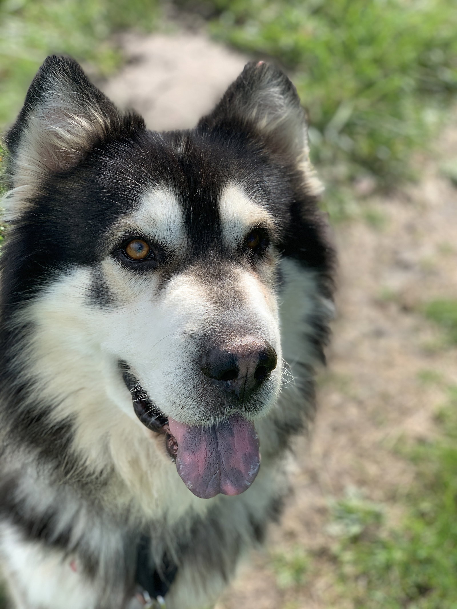dog-image