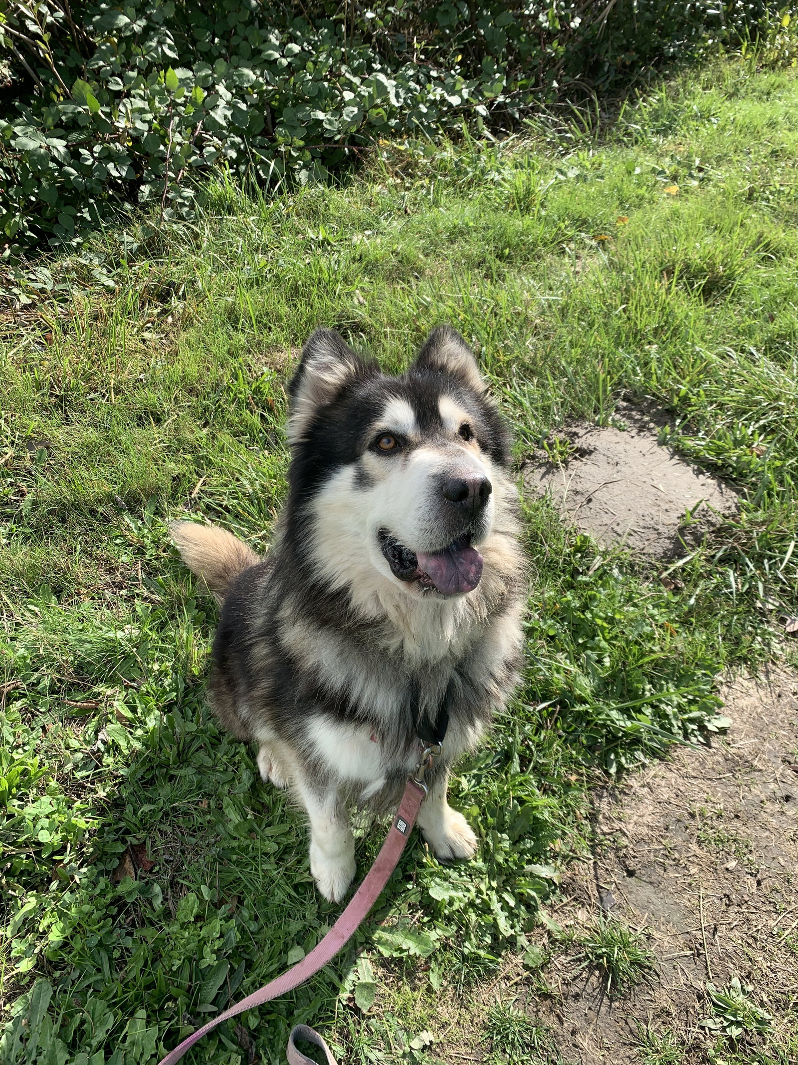 dog-image