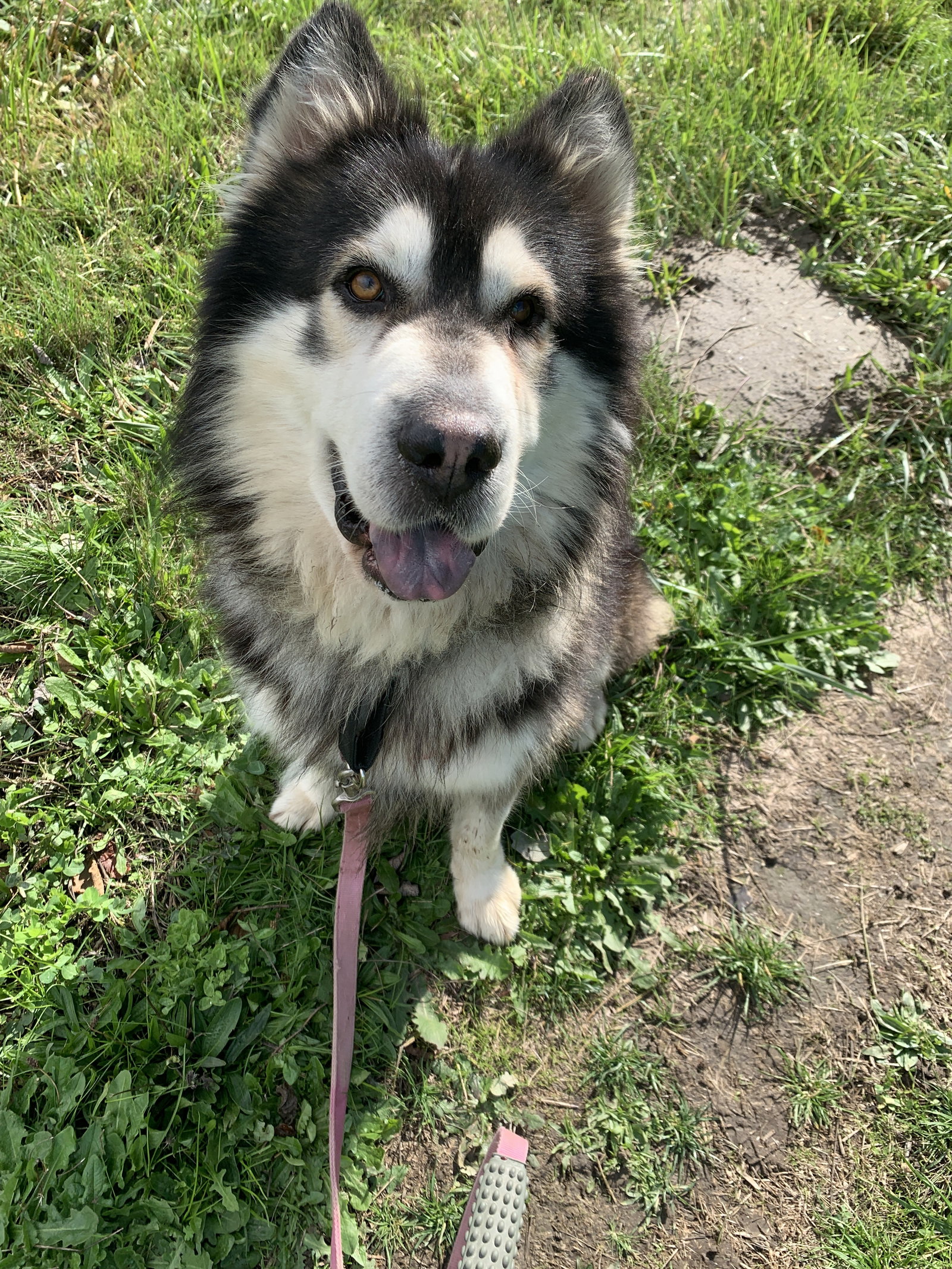 dog-image