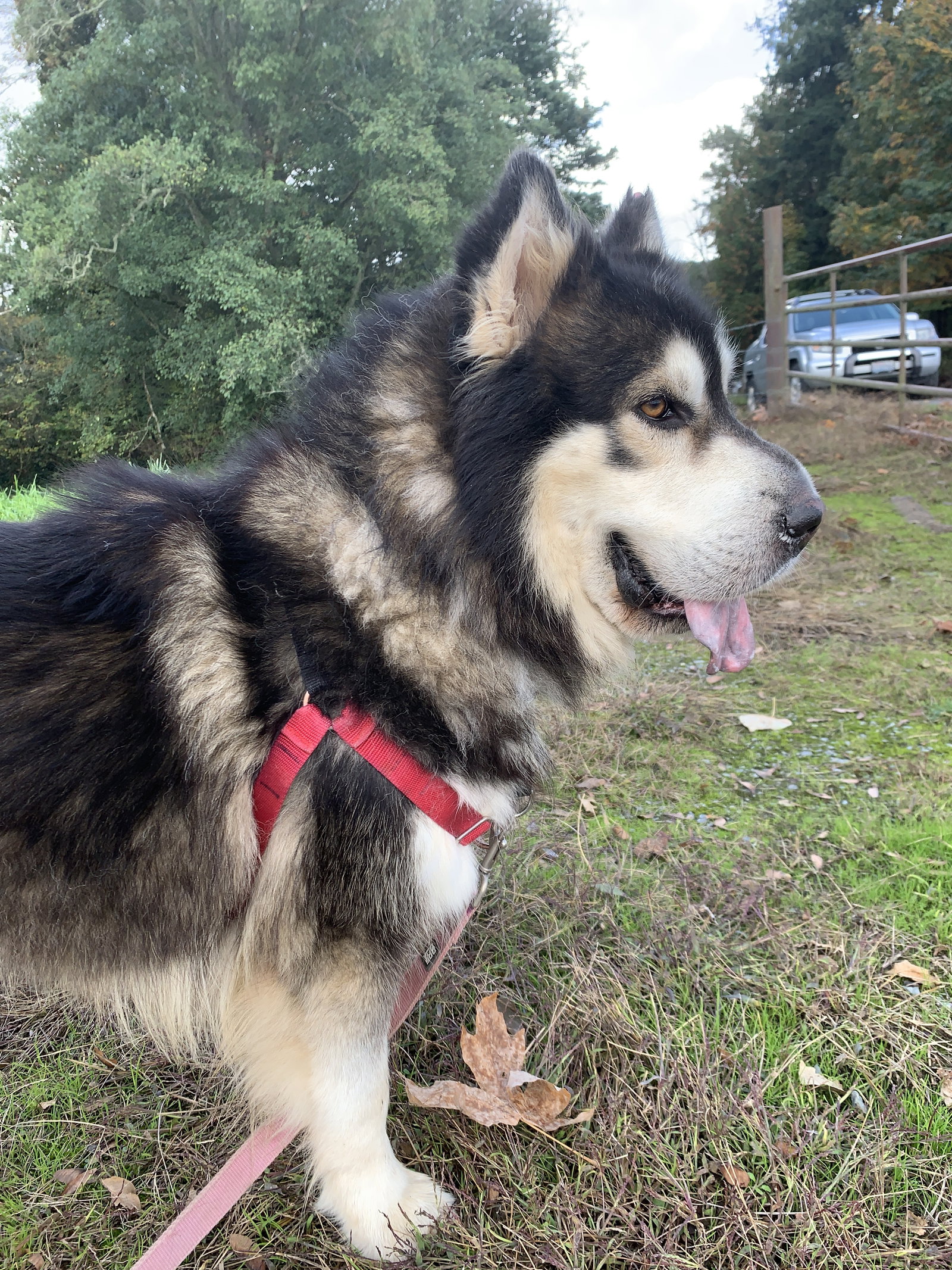 dog-image
