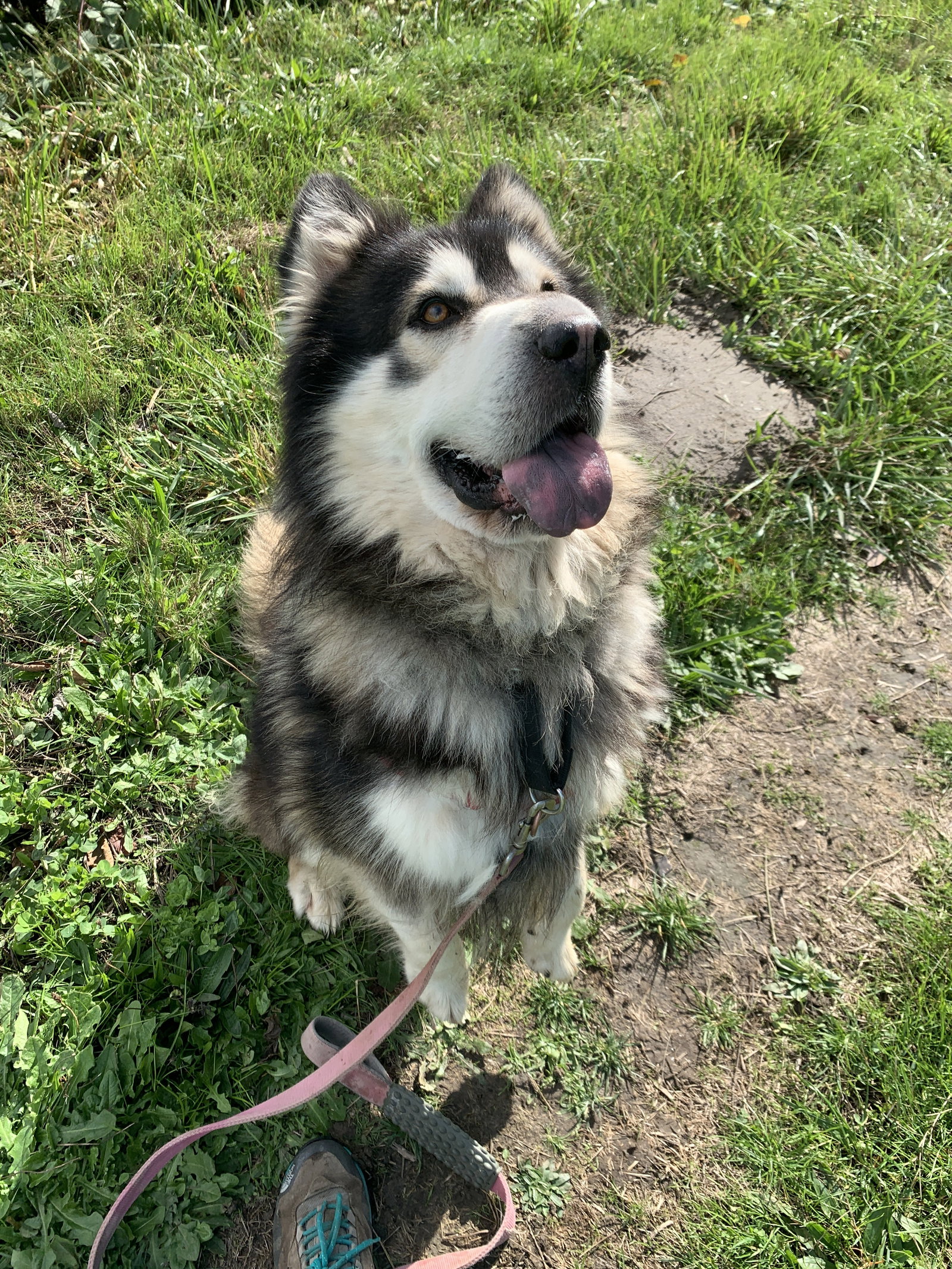 dog-image