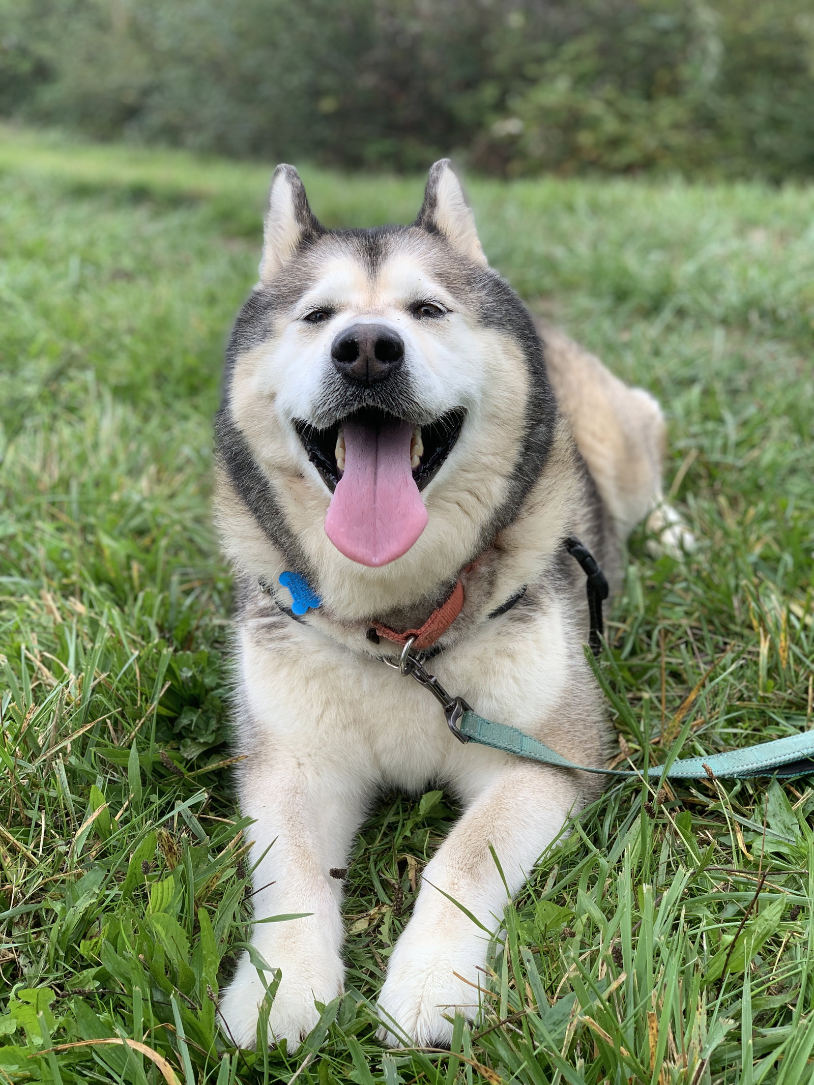 dog-image