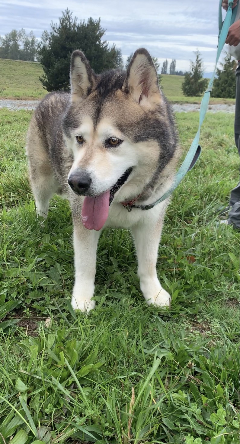 dog-image