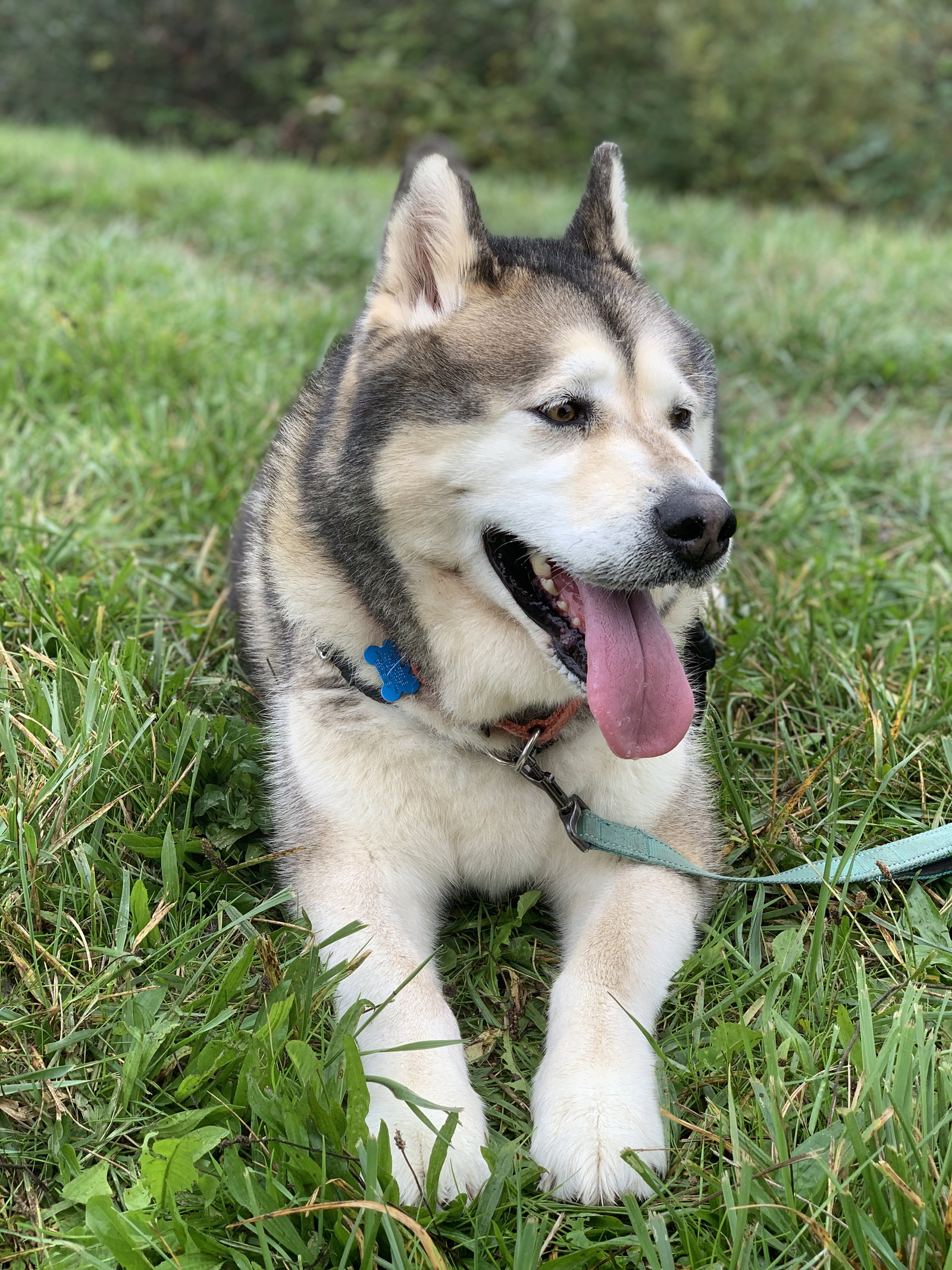 dog-image