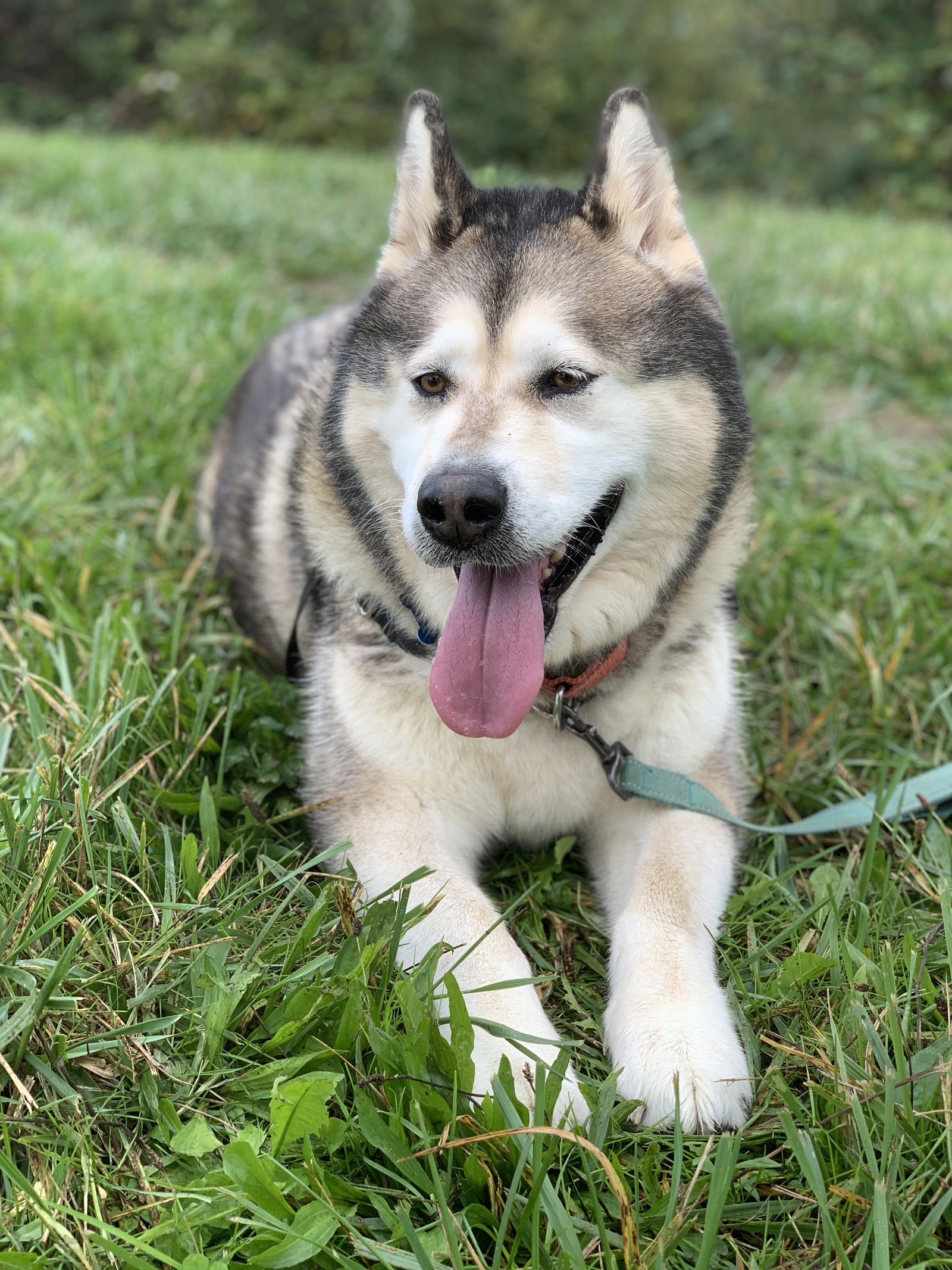 dog-image