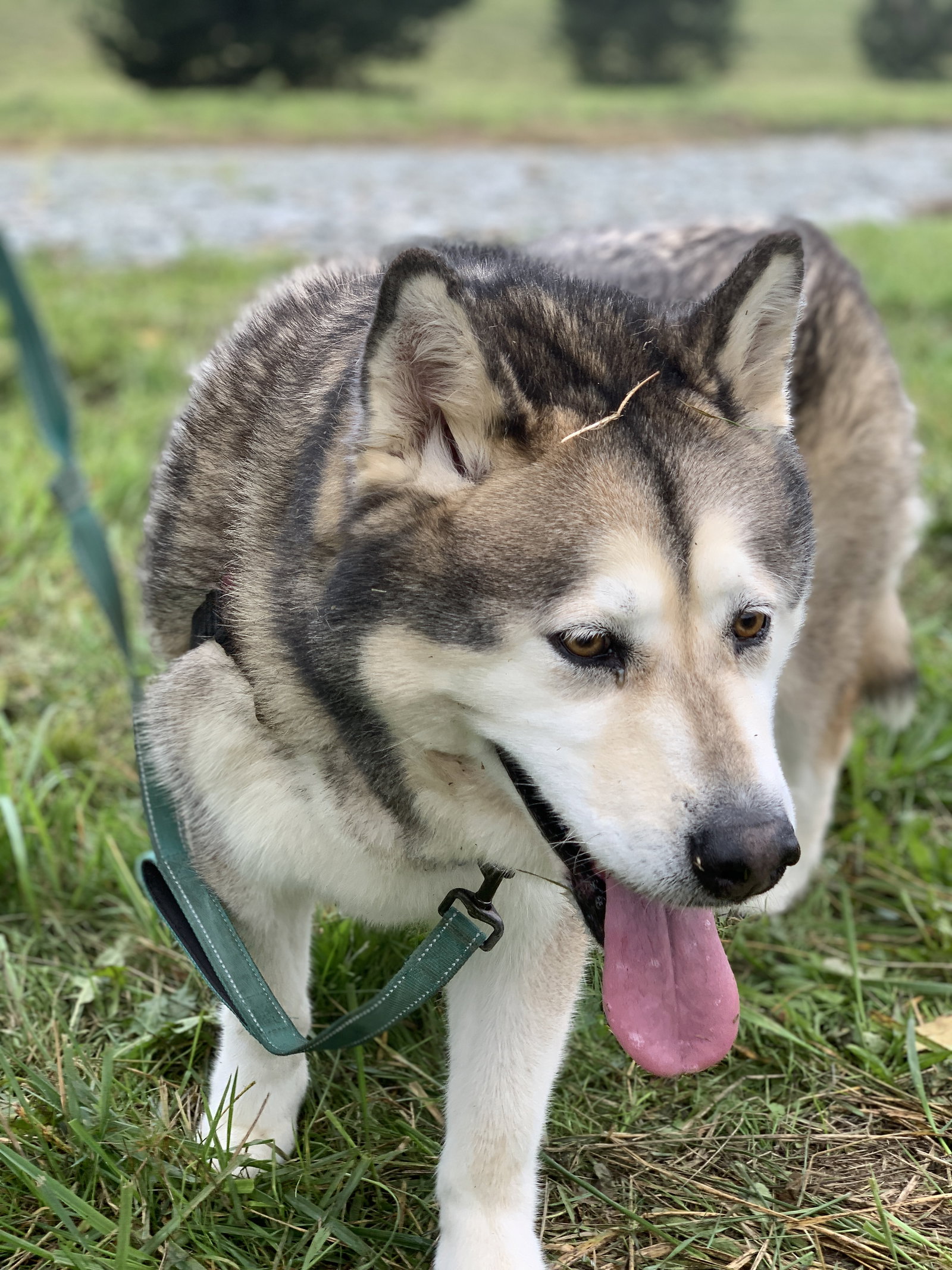 dog-image