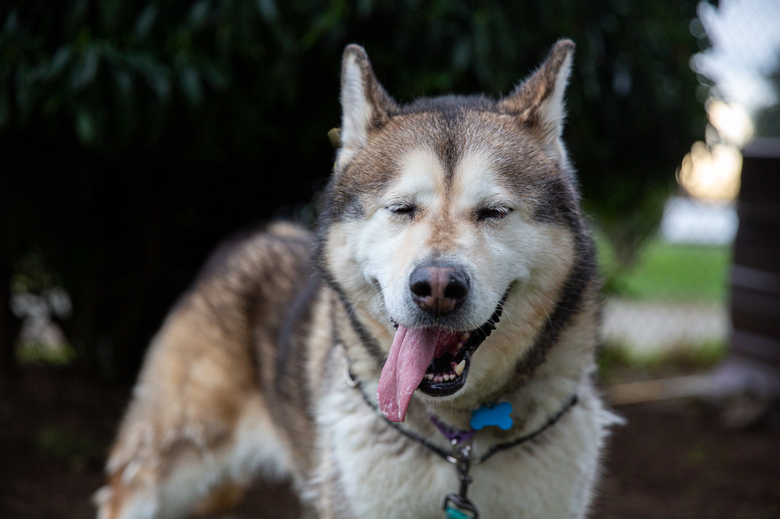 dog-image