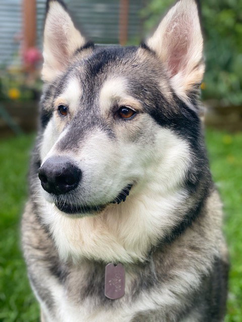 dog-image