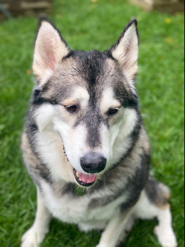 dog-image