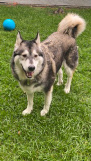 dog-image