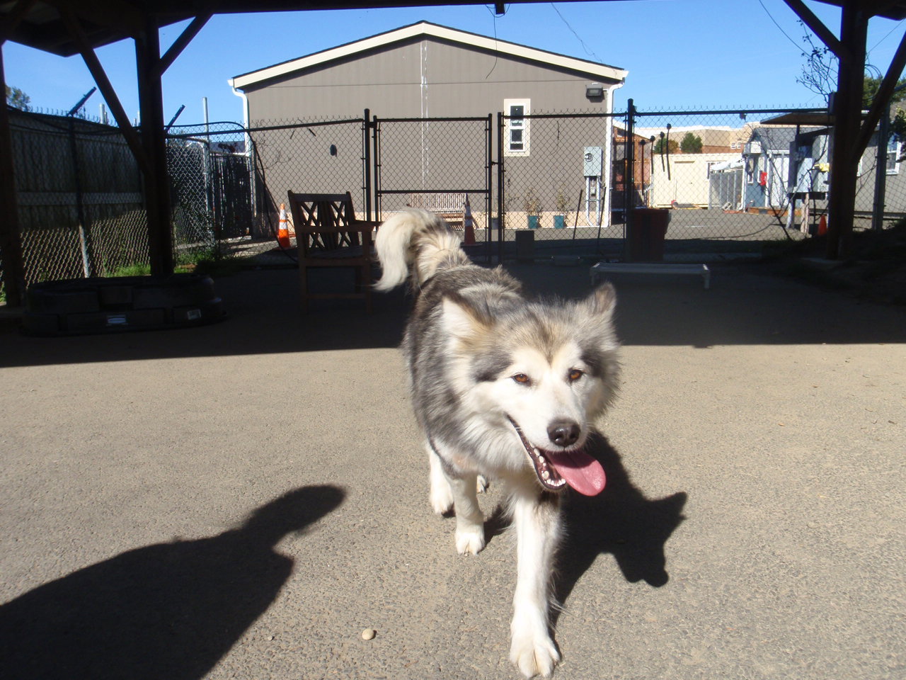 dog-image