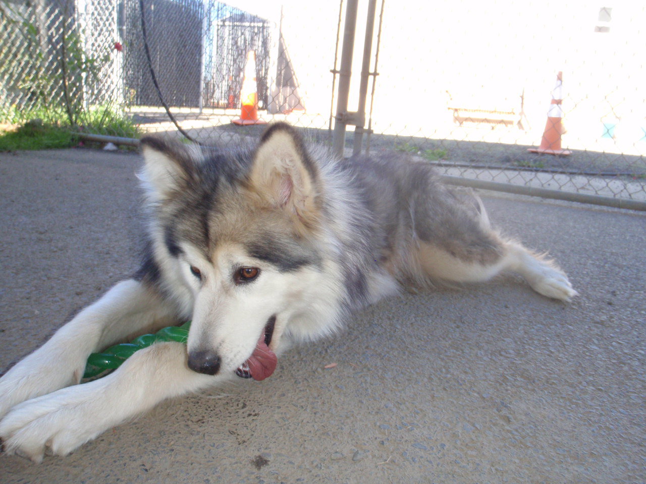 dog-image