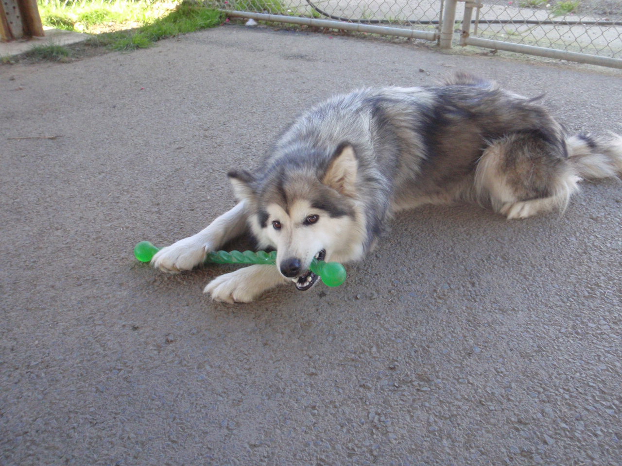 dog-image