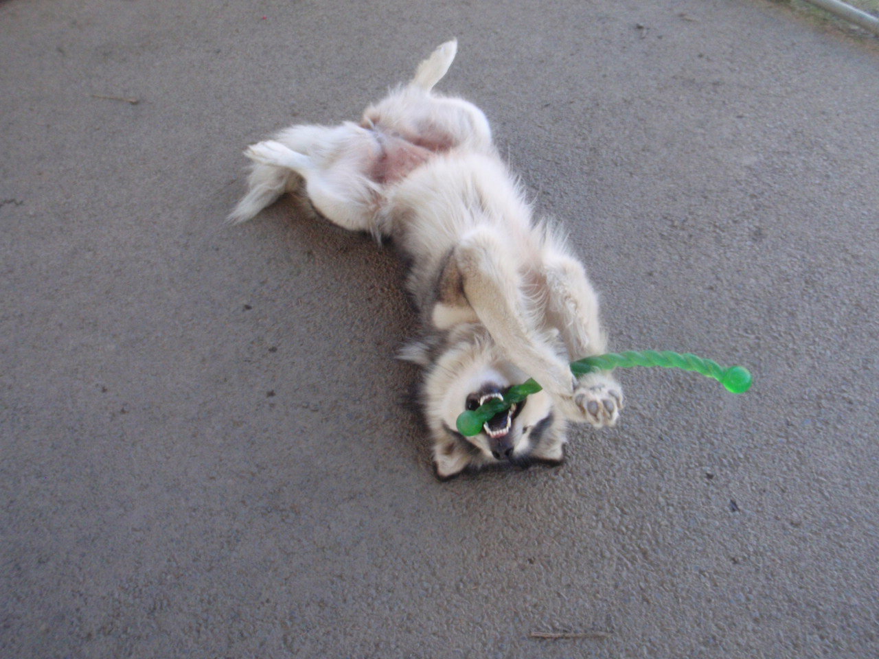 dog-image