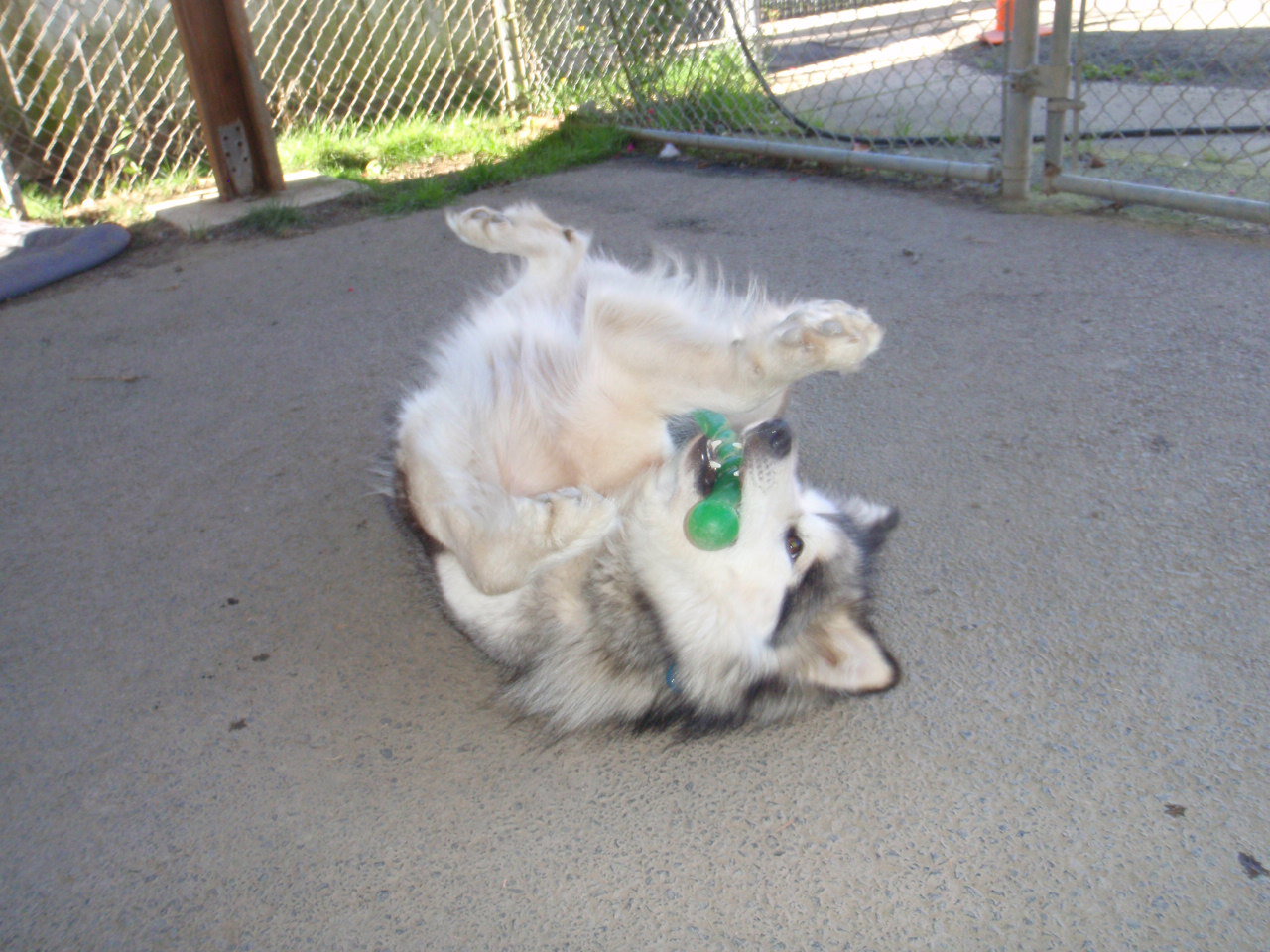 dog-image