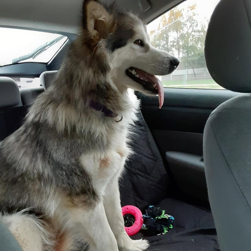 dog-image
