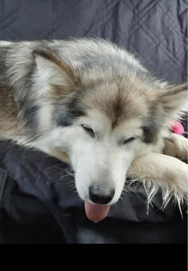 dog-image