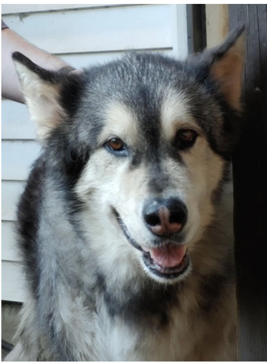dog-image