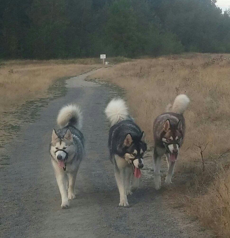 dog-image