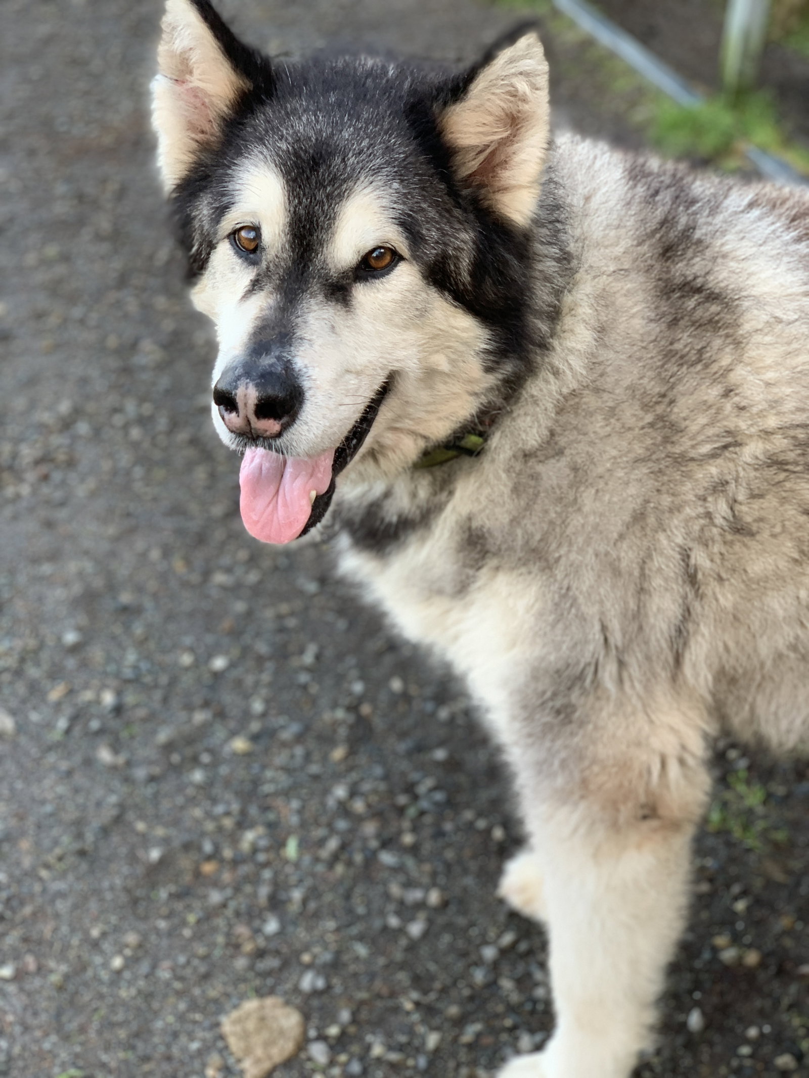 dog-image