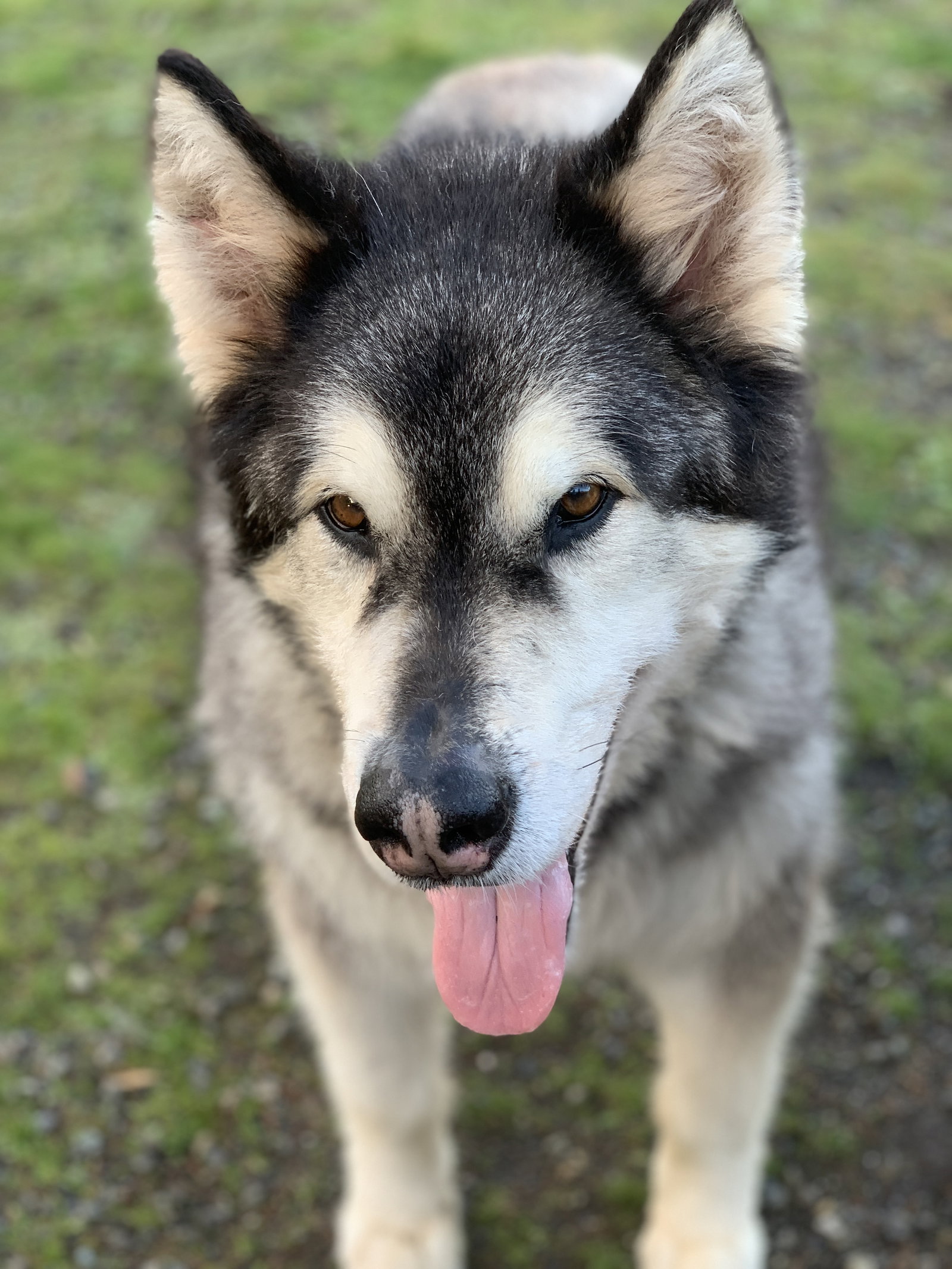 dog-image