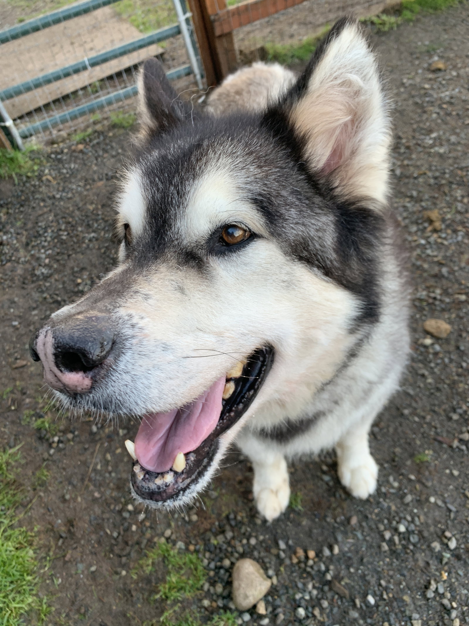 dog-image
