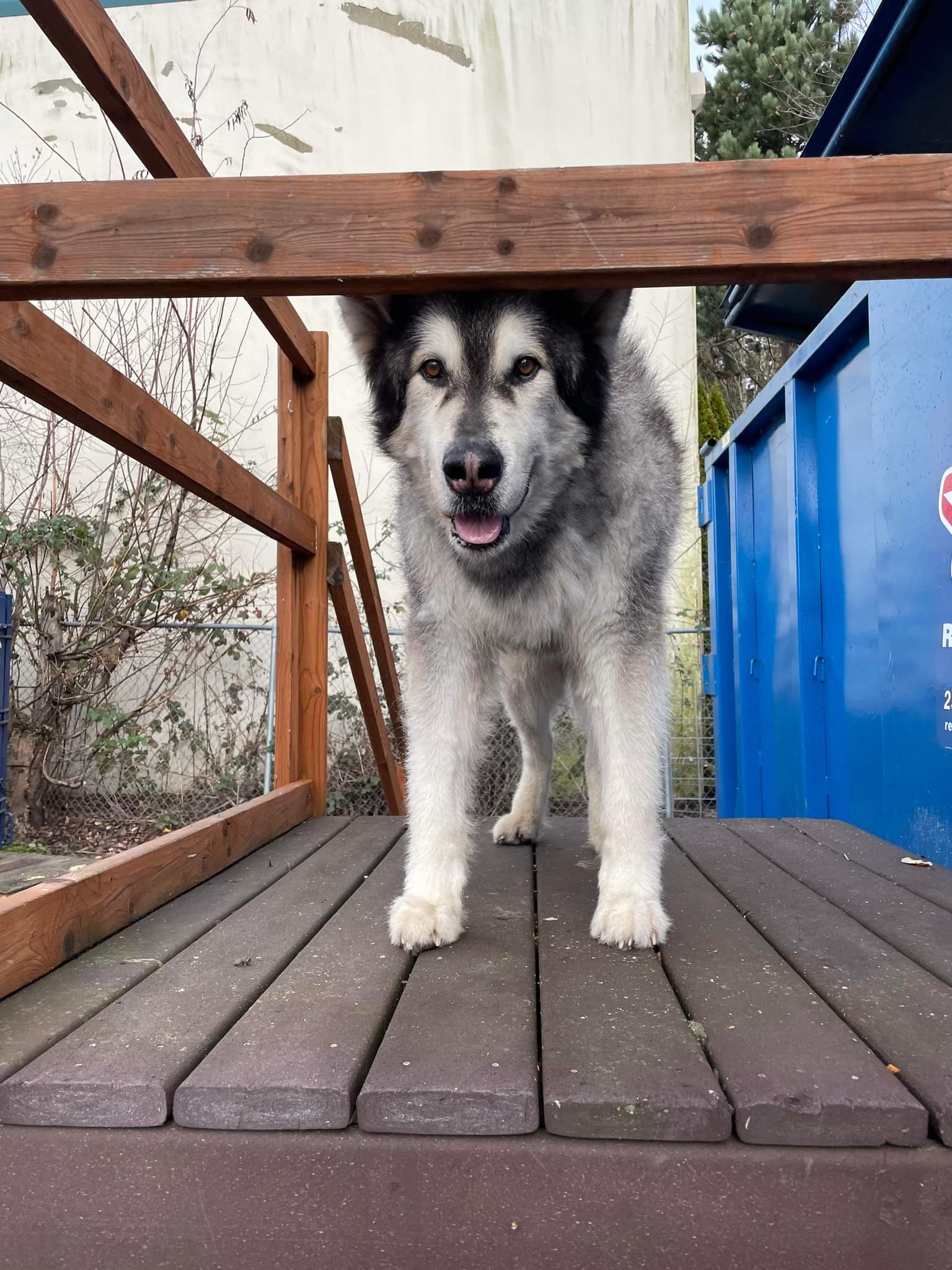 dog-image