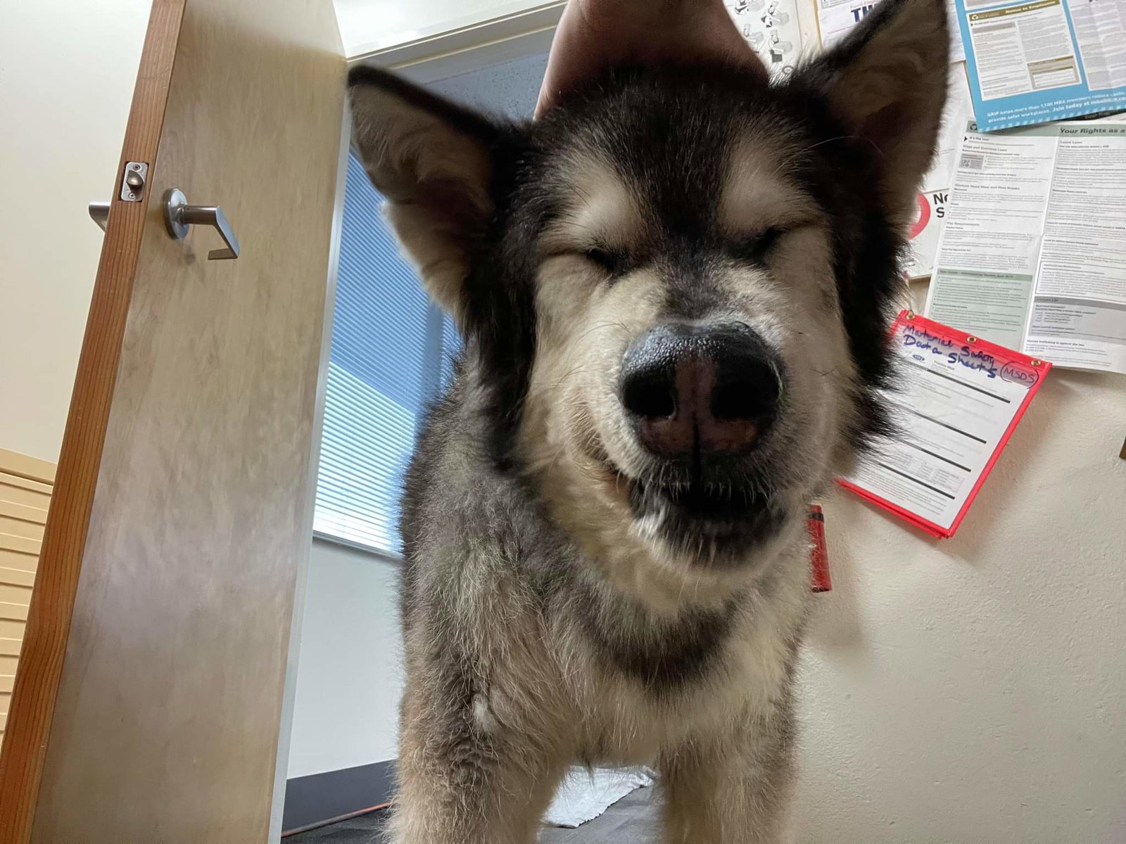 dog-image