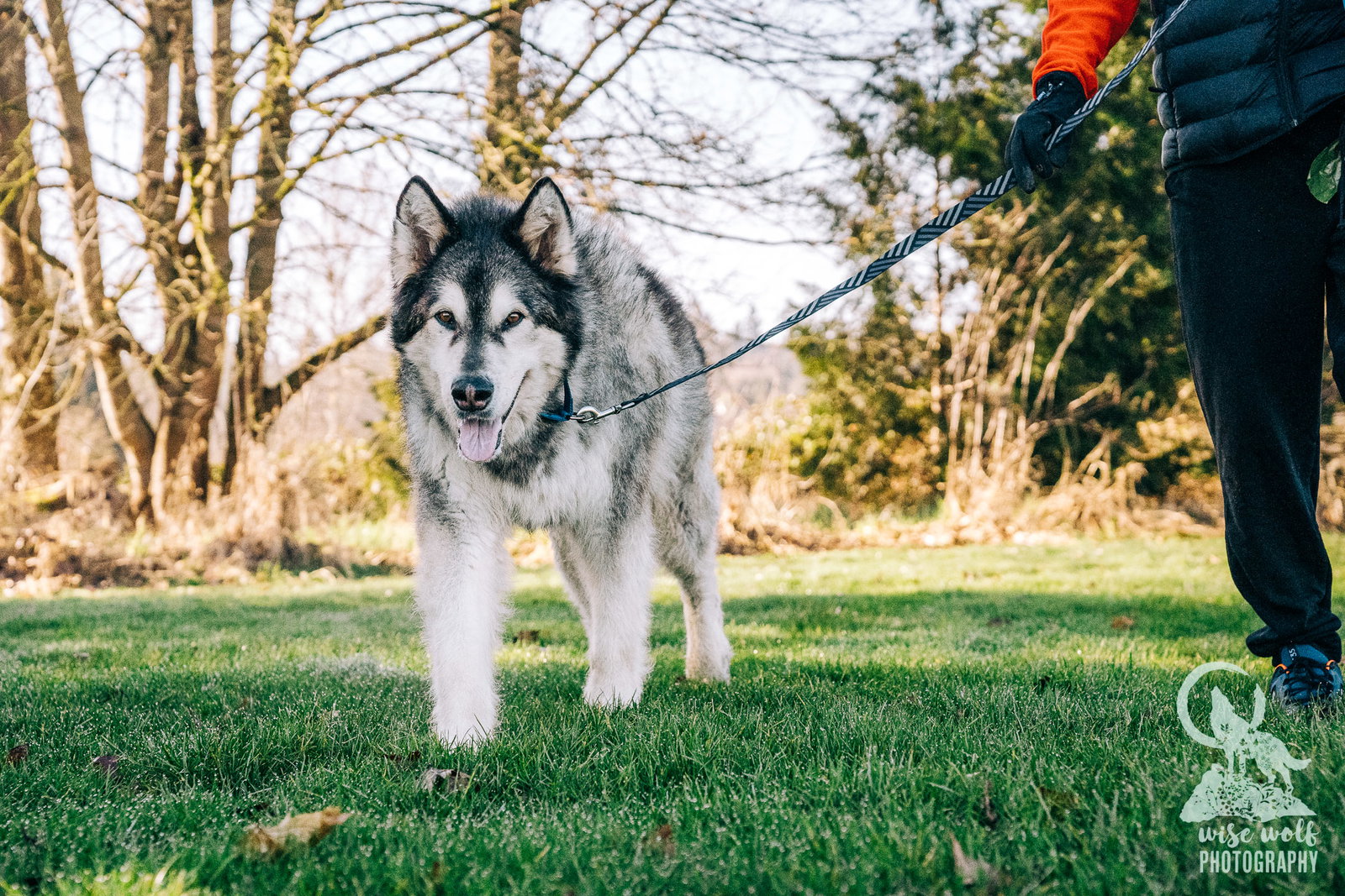dog-image